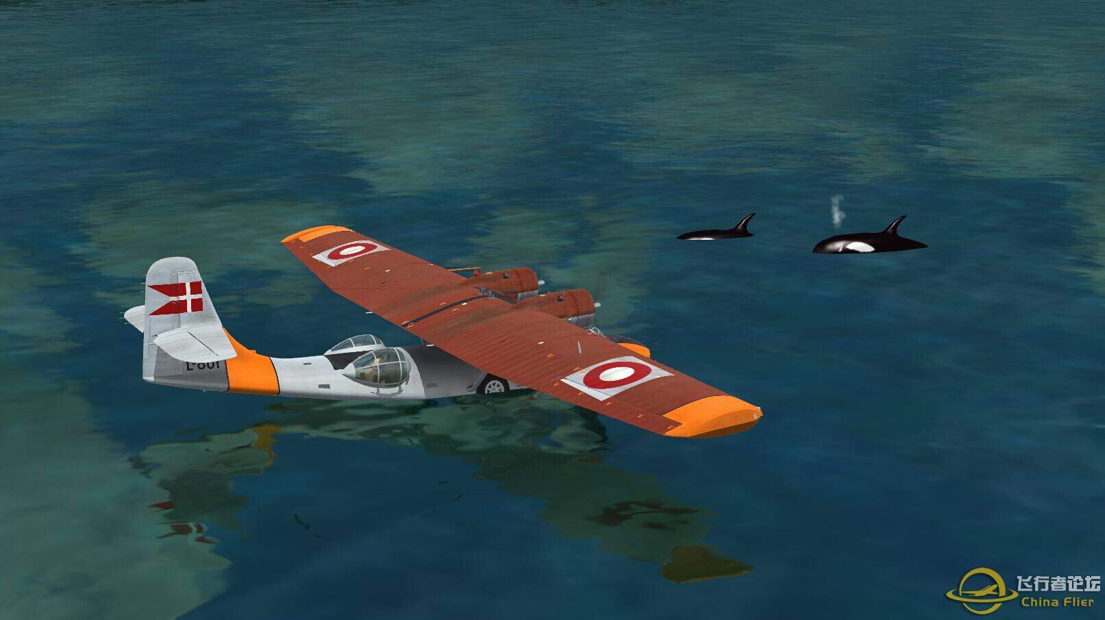 逆戟鲸岛的鲸鱼-2801 