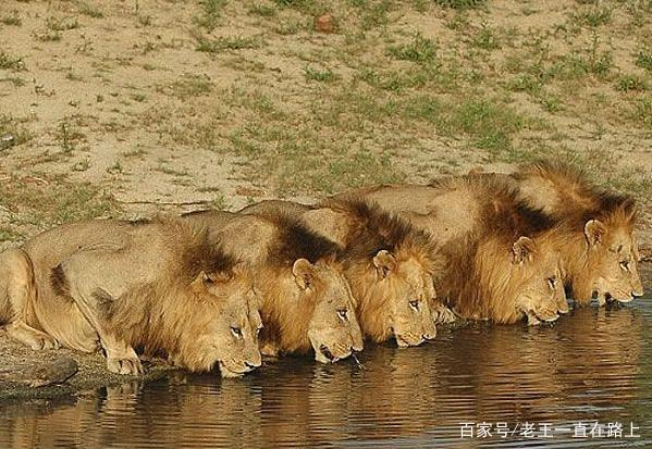 FSX飞行任务：野生动物园巡逻-3366 