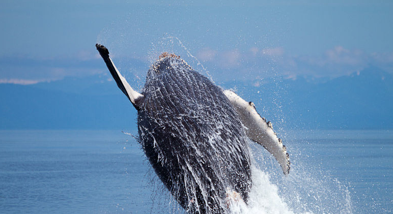 FSX飞行任务之夏威夷风光之旅-2978 