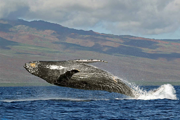 FSX飞行任务之夏威夷风光之旅-1270 