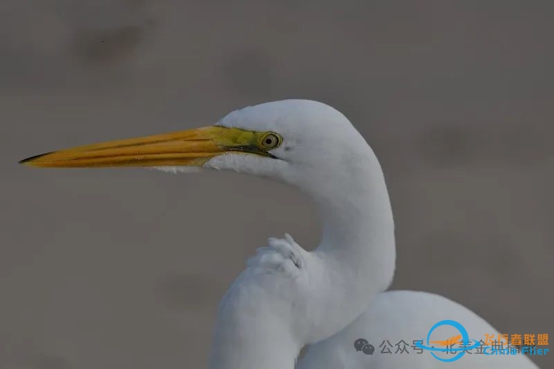 Graceful American Great Egret  舞姿飘逸的美洲大白鹭-9122 