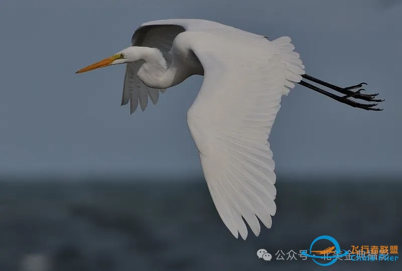 Graceful American Great Egret  舞姿飘逸的美洲大白鹭-4853 