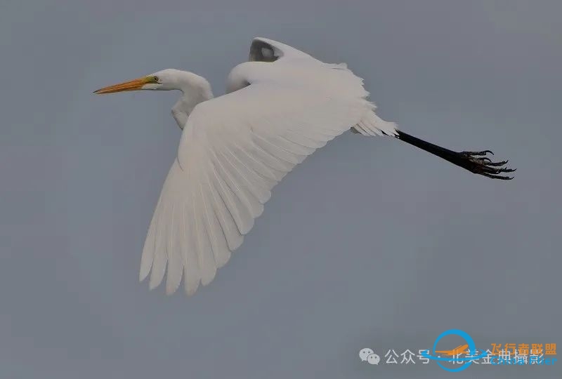 Graceful American Great Egret  舞姿飘逸的美洲大白鹭-5084 