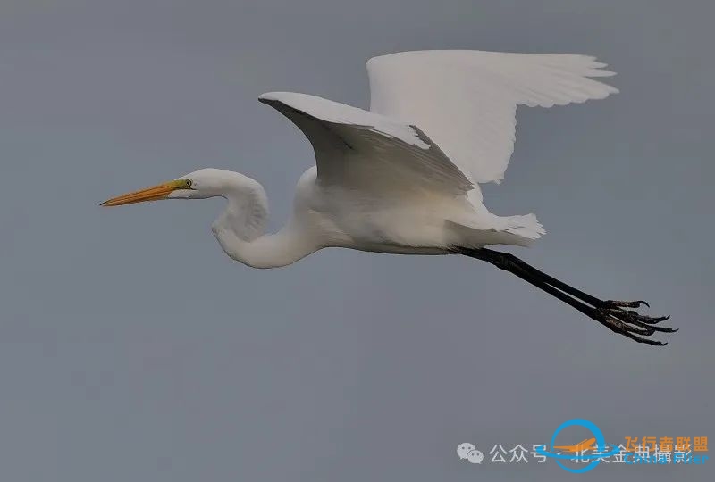 Graceful American Great Egret  舞姿飘逸的美洲大白鹭-8709 