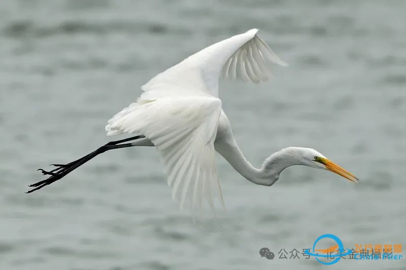 Graceful American Great Egret  舞姿飘逸的美洲大白鹭-8856 