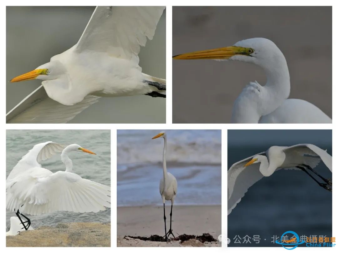 Graceful American Great Egret  舞姿飘逸的美洲大白鹭-7894 