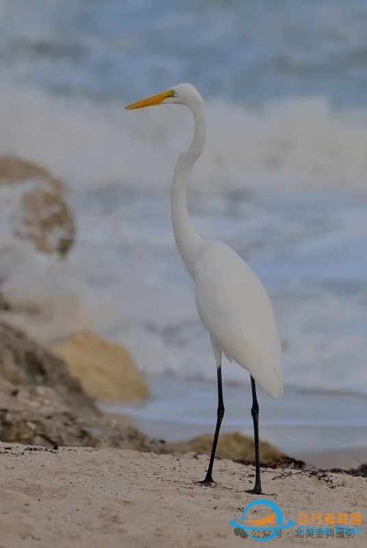 Graceful American Great Egret  舞姿飘逸的美洲大白鹭-3629 