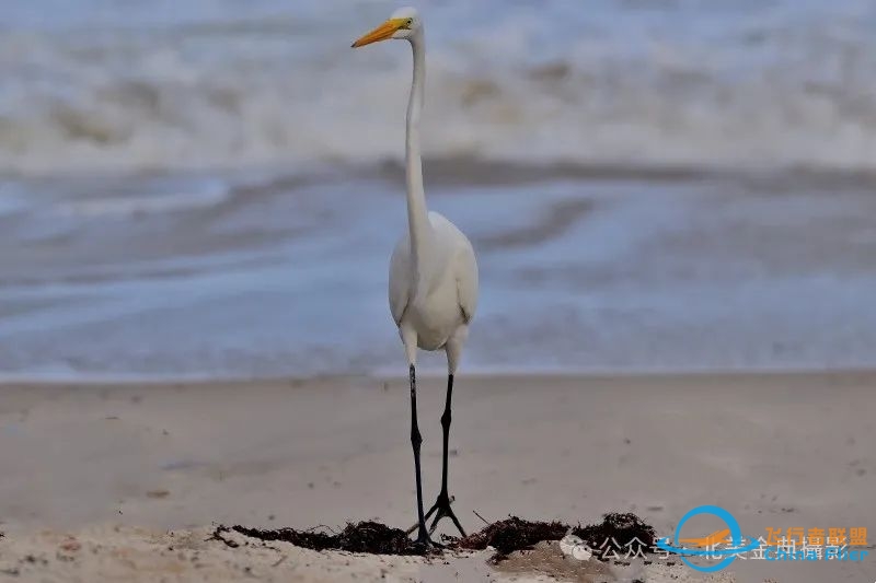 Graceful American Great Egret  舞姿飘逸的美洲大白鹭-9198 