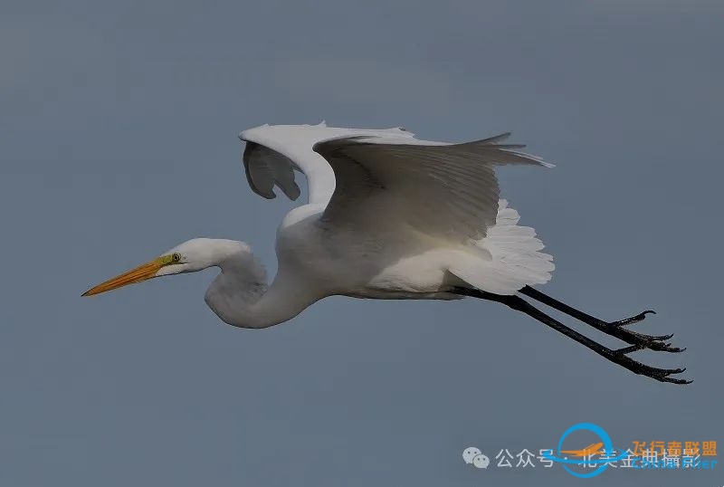 Graceful American Great Egret  舞姿飘逸的美洲大白鹭-2393 