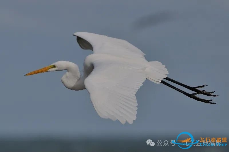 Graceful American Great Egret  舞姿飘逸的美洲大白鹭-2296 