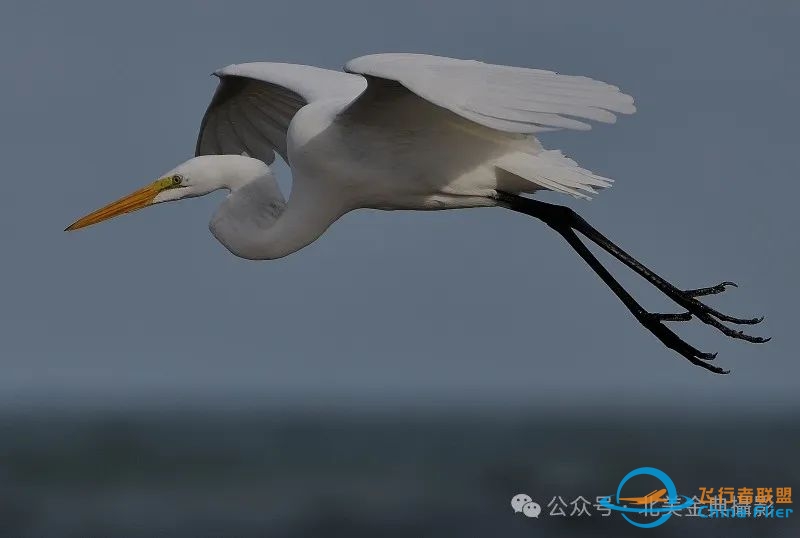 Graceful American Great Egret  舞姿飘逸的美洲大白鹭-1138 