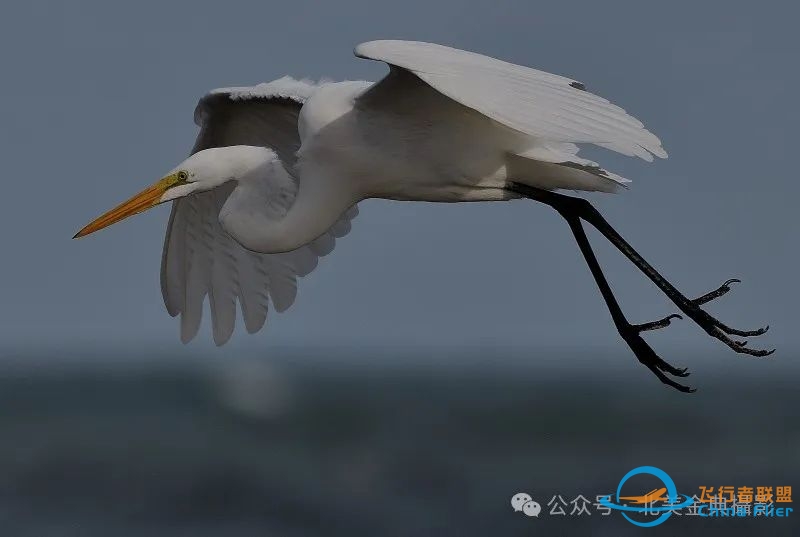 Graceful American Great Egret  舞姿飘逸的美洲大白鹭-9708 