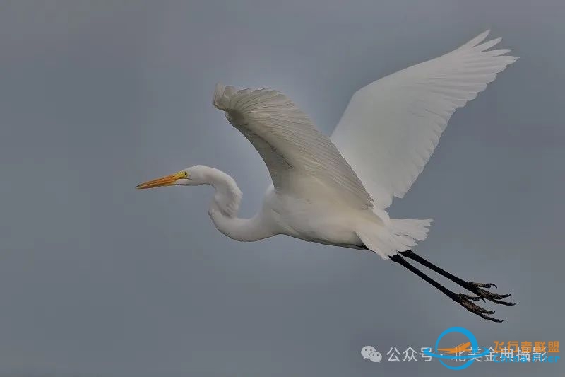 Graceful American Great Egret  舞姿飘逸的美洲大白鹭-2734 