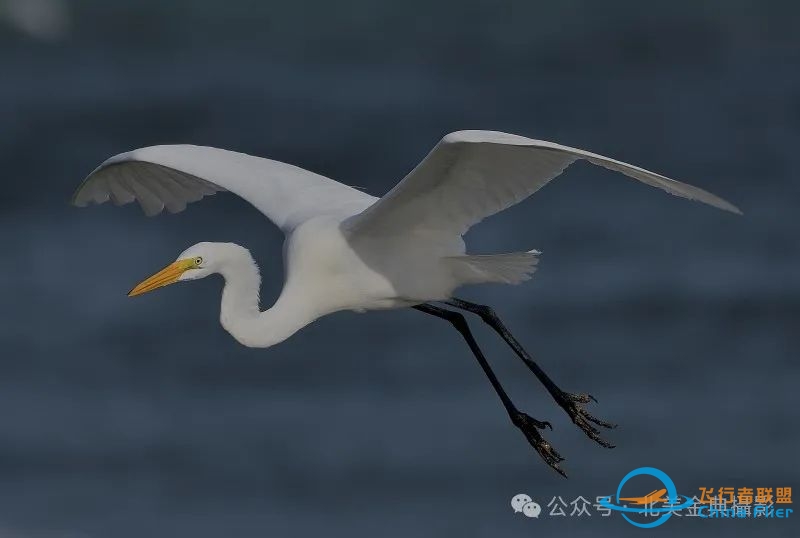 Graceful American Great Egret  舞姿飘逸的美洲大白鹭-1379 