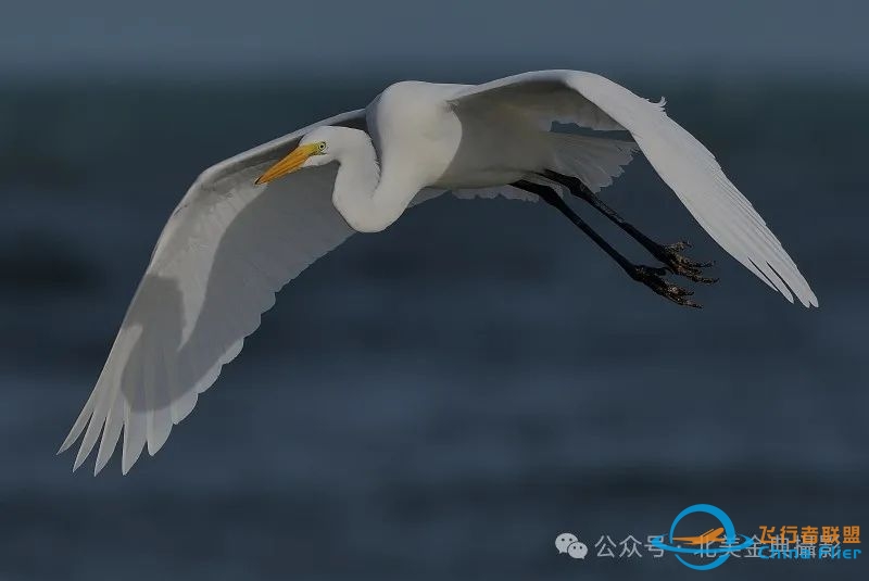 Graceful American Great Egret  舞姿飘逸的美洲大白鹭-7116 