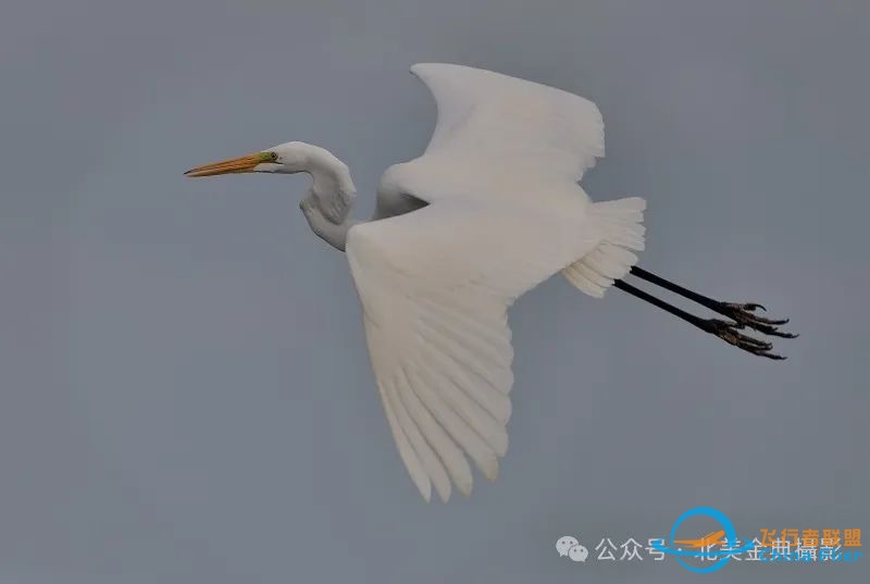 Graceful American Great Egret  舞姿飘逸的美洲大白鹭-5578 