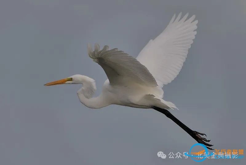 Graceful American Great Egret  舞姿飘逸的美洲大白鹭-5136 