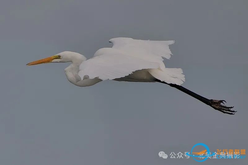 Graceful American Great Egret  舞姿飘逸的美洲大白鹭-4426 