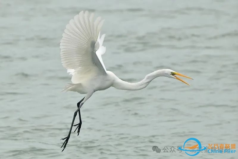 Graceful American Great Egret  舞姿飘逸的美洲大白鹭-474 