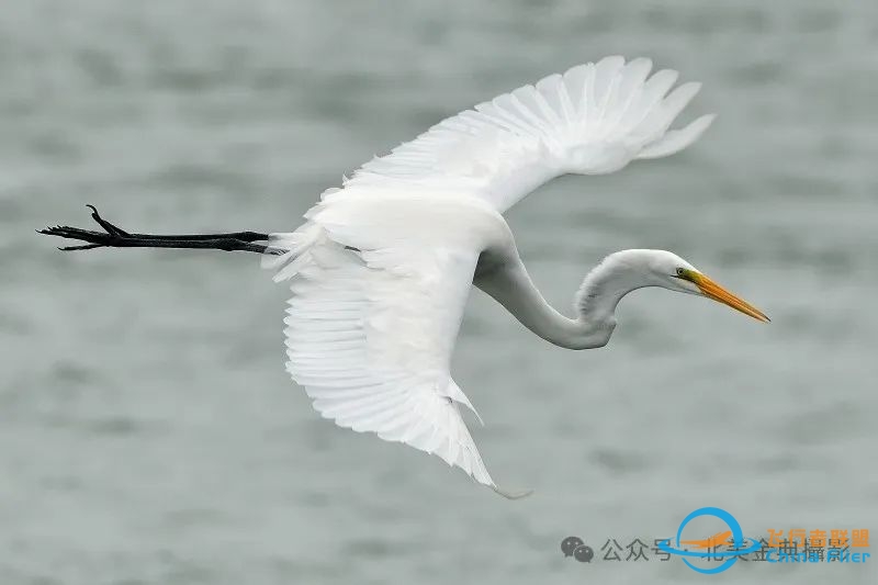 Graceful American Great Egret  舞姿飘逸的美洲大白鹭-9041 