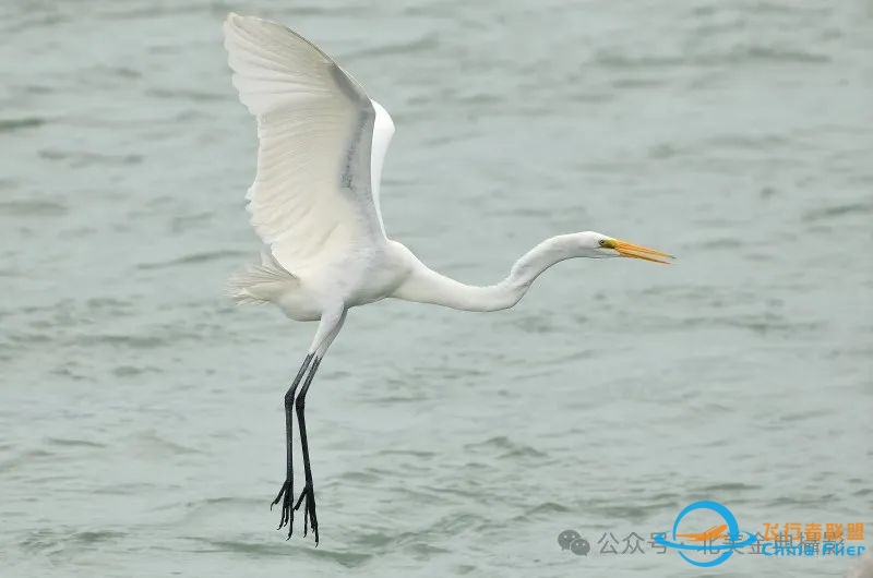Graceful American Great Egret  舞姿飘逸的美洲大白鹭-5354 