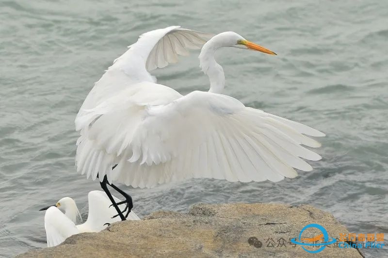 Graceful American Great Egret  舞姿飘逸的美洲大白鹭-8387 