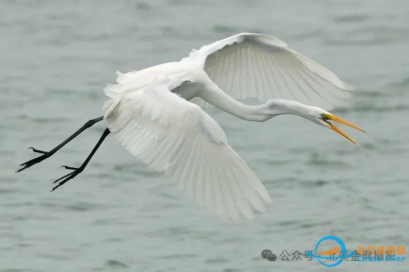 Graceful American Great Egret  舞姿飘逸的美洲大白鹭-9851 