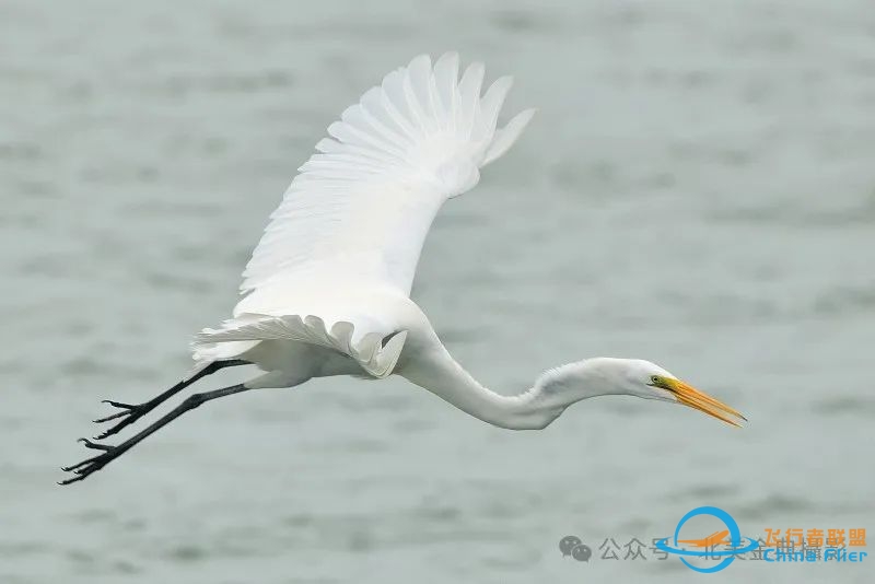 Graceful American Great Egret  舞姿飘逸的美洲大白鹭-2986 