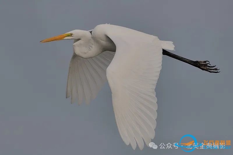 Graceful American Great Egret  舞姿飘逸的美洲大白鹭-537 