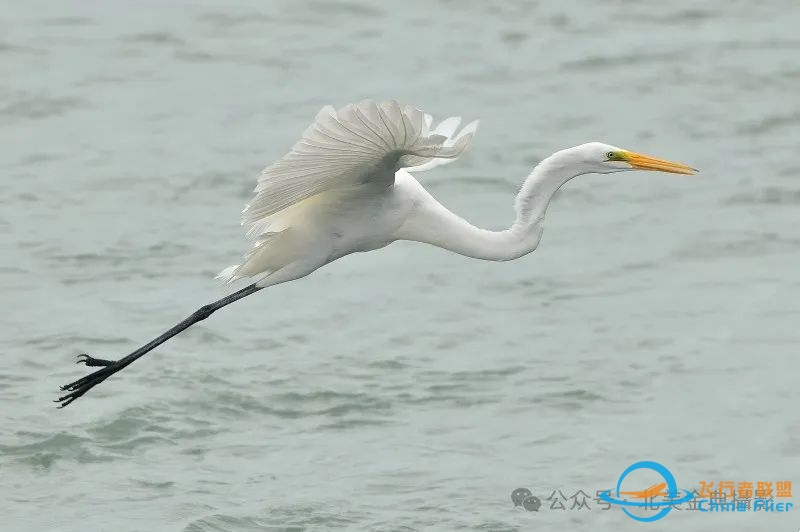Graceful American Great Egret  舞姿飘逸的美洲大白鹭-1966 
