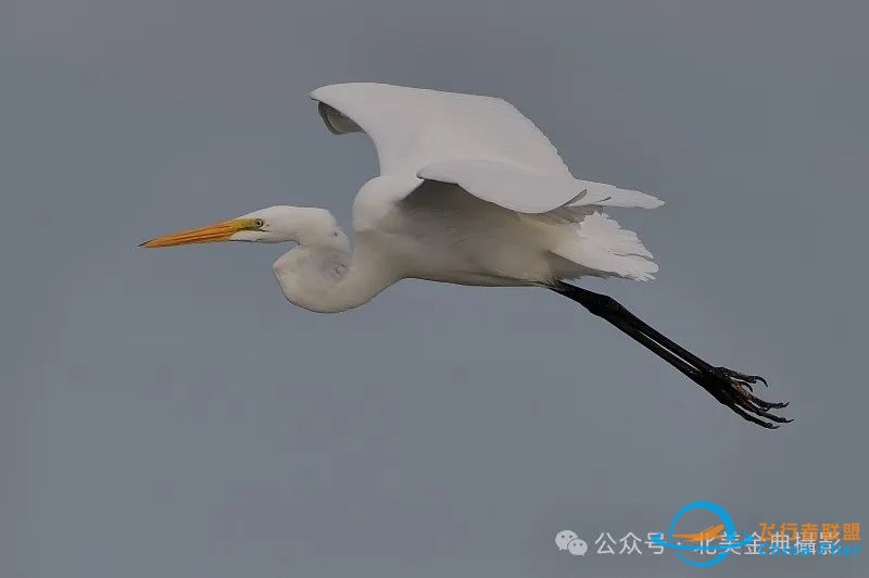 Graceful American Great Egret  舞姿飘逸的美洲大白鹭-19 