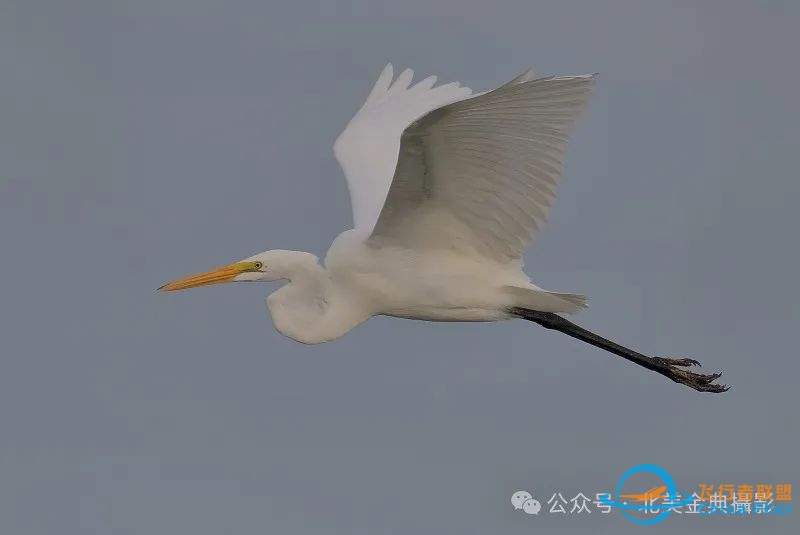 Graceful American Great Egret  舞姿飘逸的美洲大白鹭-1799 