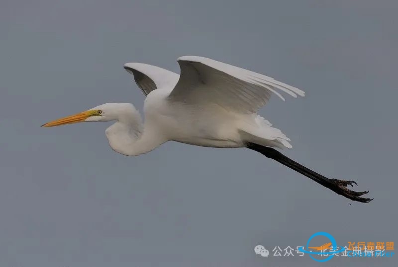 Graceful American Great Egret  舞姿飘逸的美洲大白鹭-8242 