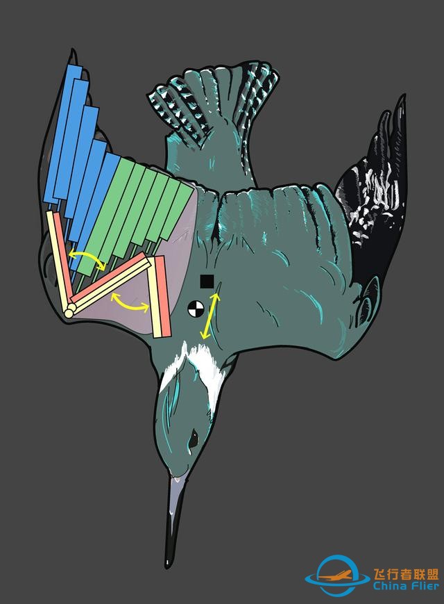 几何分析揭示了鸟类如何掌握飞行技术-8096