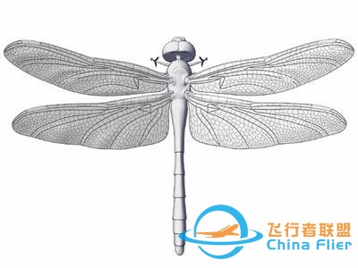 蜻蜓是昆虫界最优秀的飞行员？从飞行方式、技巧和翅膀本身说起-2271