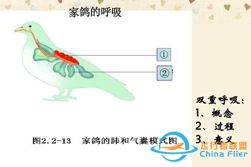 鸟类强大的飞行能力背后，做了哪些牺牲？一文了解飞行的秘密-726