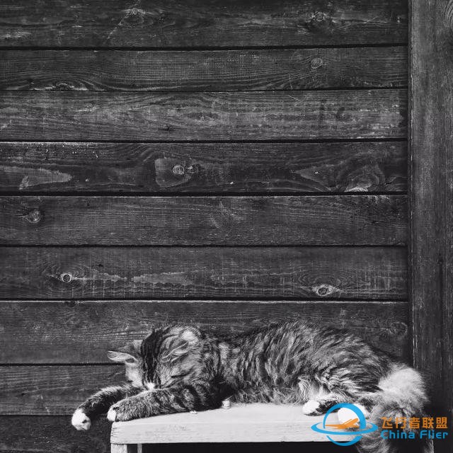 猫狗是两种个性迥异的宠物，但在这一点上却能达成共识丨每日午间报-4054