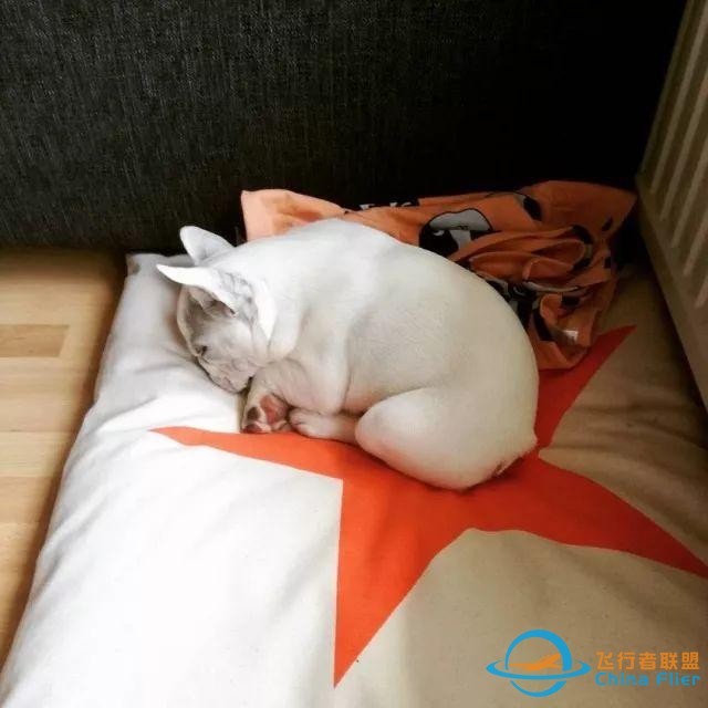 猫狗是两种个性迥异的宠物，但在这一点上却能达成共识丨每日午间报-3873