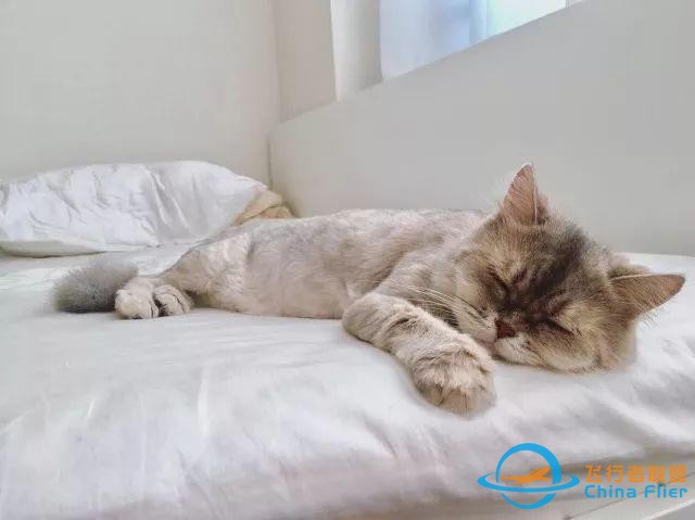 猫狗是两种个性迥异的宠物，但在这一点上却能达成共识丨每日午间报-7663